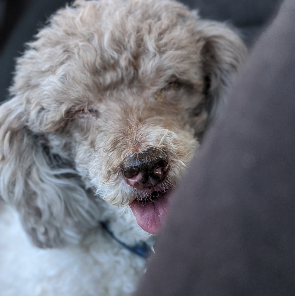 Meet your Posher, Maddy